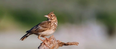 Event-Image for 'Vom Mauerspecht zum Papierfischchen'