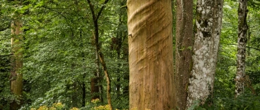 Event-Image for 'Buchpräsentation «Im Jahr des Waldes»'