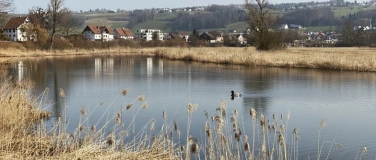 Event-Image for 'Vogelbeobachtungen um die Hauptwiler Weiher'