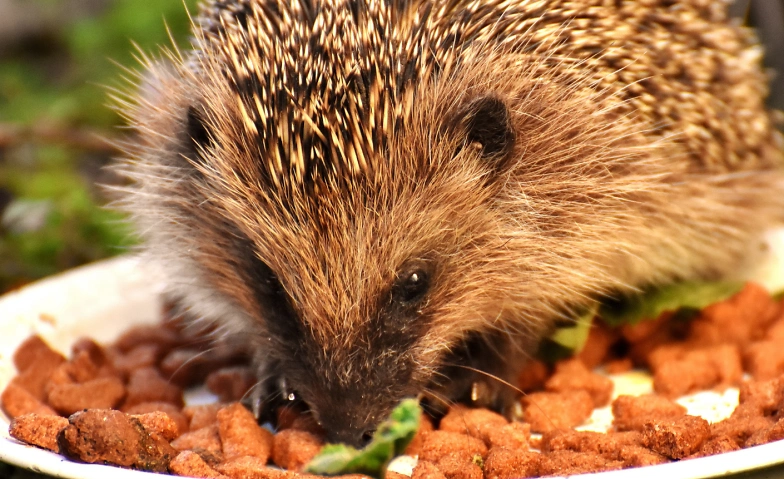 Gute Pflegestellen erkennen &ndash; am Beispiel Igel Tickets