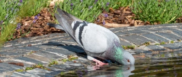 Event-Image for 'V&ouml;gel willkommen! Tipps zur vogelfreundlichen Siedlungsgesta'