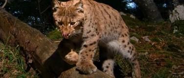 Event-Image for 'Fachvortrag Luchs'