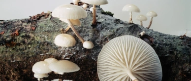 Event-Image for 'Gesprächsrunde "Sammeln und Aufbewahren"'