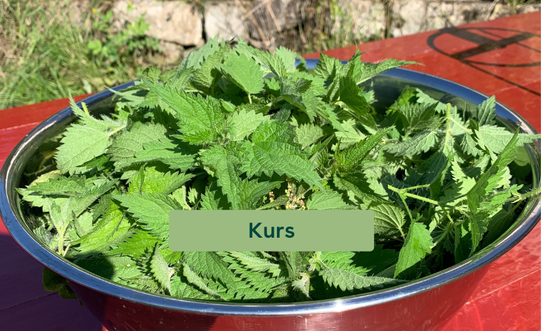 Brennnessel als Superfood Tickets