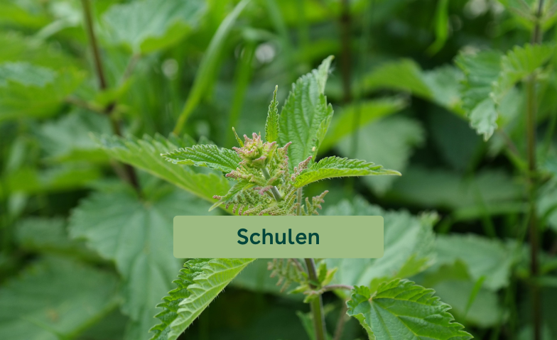 Event-Image for 'Wunderpflanze Brennnessel erleben'