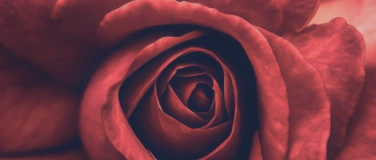 Event-Image for 'Rooted - verkörperte und erfüllte Weiblichkeit leben'