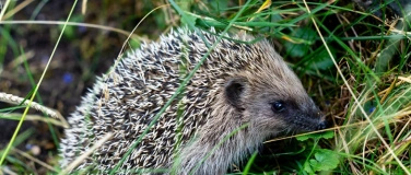 Event-Image for 'Workshop: Igelfreundliche G&auml;rten'