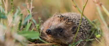 Event-Image for 'Der Igel - das Tier des Jahres 2026'