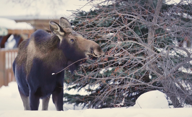 Filmabend: The circle of moose &ndash; Alaskas Riesenelche Tickets