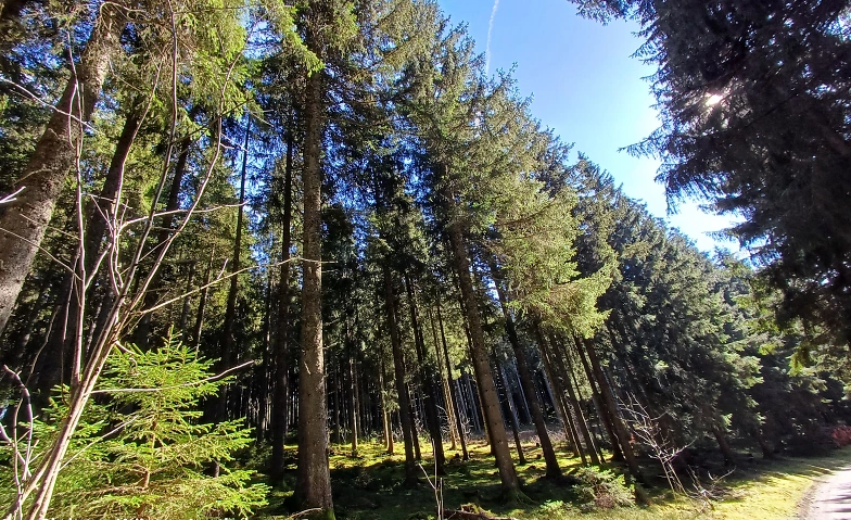 Achtsame Waldspazierg&auml;nge in der k&auml;lteren Jahreszeit Tickets