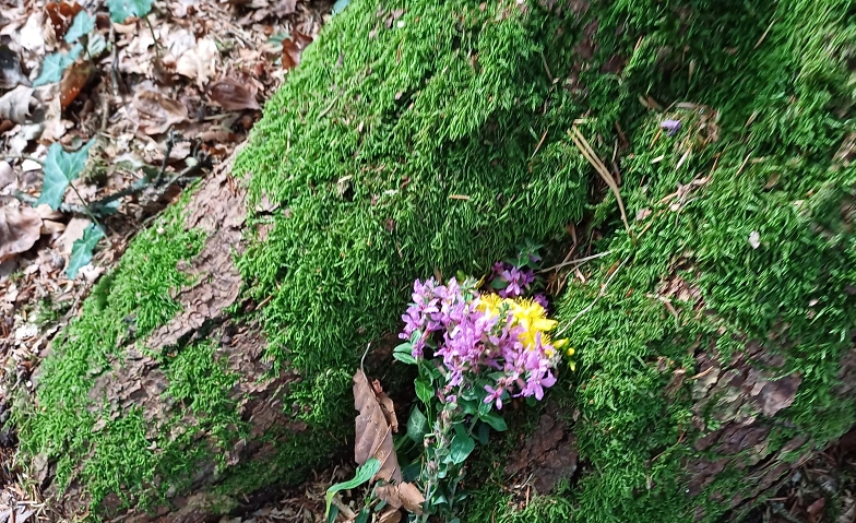 Waldspazierg&auml;nge in der kalten Jahreszeit ${singleEventLocation} Tickets