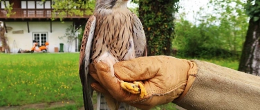 Event-Image for 'Besuch der Greifvogelstation: Schwerpunktthema Falken'