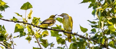 Event-Image for 'Fr&uuml;hling im Auenwald'
