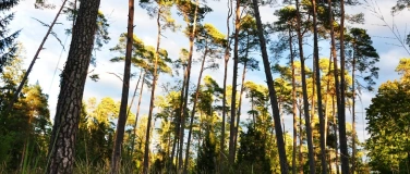 Event-Image for 'NaturFilm-Abend: Der wilde Wald'