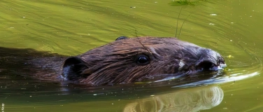 Event-Image for 'Biber-Abend 3'