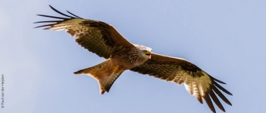 Event-Image for 'Besuch der Greifvogelstation: Schwerpunktthema Rotmilan'