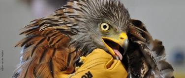 Event-Image for 'Besuch der Greifvogelstation: Schwerpunktthema Hungerv&ouml;gel'