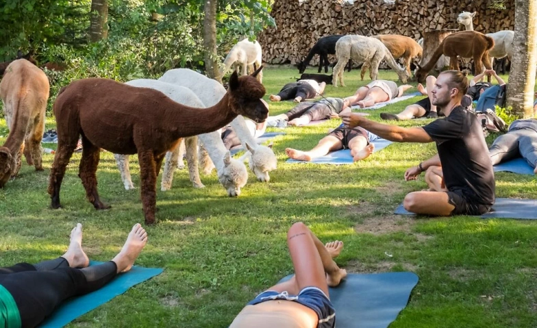 Yoga inmitten Alpakas Region Thun Tickets