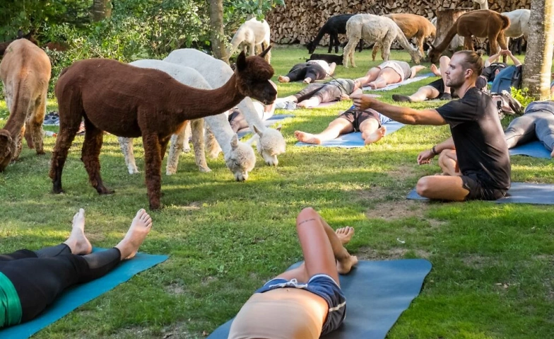 Yoga inmitten Alpakas Tickets