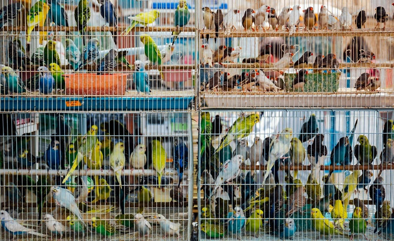 Tierbeschlagnahmungen effektiv koordinieren Tickets