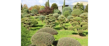Event-Image for 'Bonsai und Formgeh&ouml;lze'