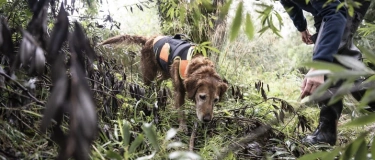 Event-Image for 'Dem Fischotter auf der Spur'