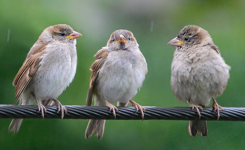 Event-Image for '&laquo;Trauer-Caf&eacute;&raquo;'