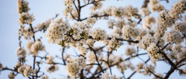 Event-Image for 'Wundersch&ouml;ne Blueschtwanderung in Nuglar - 11. April 2026'