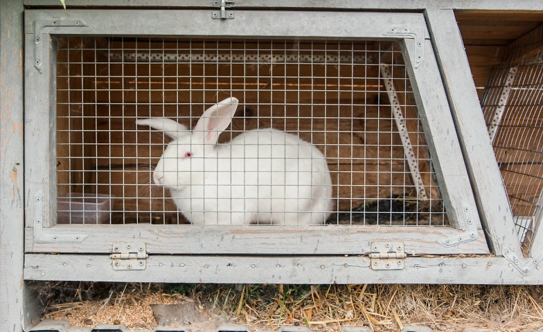 Umgang mit Tierqu&auml;lerei Tickets