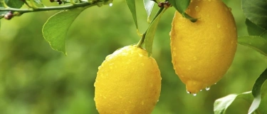 Event-Image for 'Zitruspflanzen-Spezialkurs: biologisch und nachhaltig'