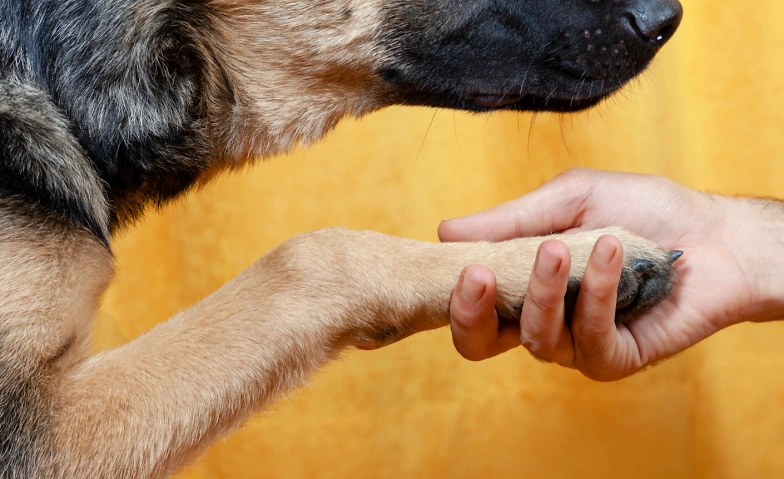 Regionale L&ouml;sungen f&uuml;r schwierige F&auml;lle rund um den Hund Tickets