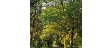 Event-Image for 'Shinrin Yoku / Waldbaden im Park Sihlfeld'