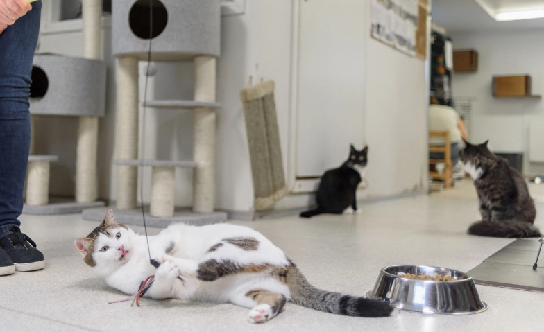 Katzenvergesellschaftungen Tickets