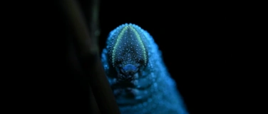 Event-Image for 'Nachts auf Insektenpirsch'