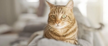 Event-Image for 'Aufbaukurs 2 Tierkommunikation nach Penelope Smith'