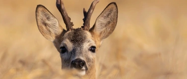 Event-Image for 'Naturama Kinderclub: Supersinn H&Ouml;REN bei Mensch und Tier'