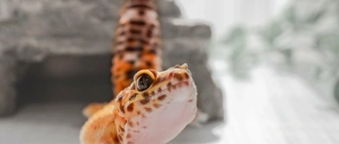 Event-Image for 'Intensivkurs Tierkommunikation nach Penelope Smith'