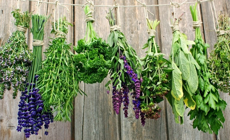 Event-Image for 'Allerlei Kr&auml;uter'