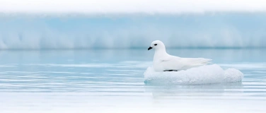 Event-Image for 'Segelreise in die Antarktis'