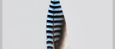 Event-Image for 'Aus n&auml;chster N&auml;he: Blaue Wunder'