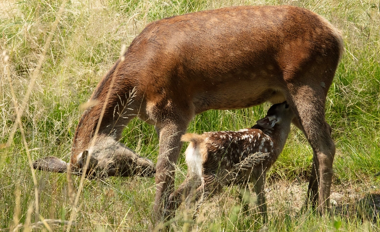 14. Winterkino - Bambi - Eine Lebensgeschichte aus dem Wald ${singleEventLocation} Tickets