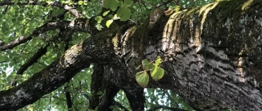 Event-Image for 'Im Bann des Waldes &ndash; Magischer Weg zwischen Licht & Schatten'