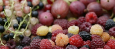Event-Image for 'ProSpecieRara: Jahreszeitenkurs Beeren: Modul 1'