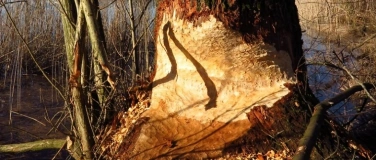 Event-Image for 'On the traces of the beaver'