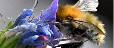 Event-Image for 'Pflanzenmarkt  mit einheimischen Wildblumen'