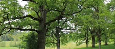 Event-Image for 'Abendspaziergang im Eichenhain Wildenstein'