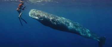 Event-Image for 'Patrick and the Whale - Schulkino Films for Future 2025'