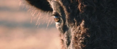Event-Image for 'Singing Back the Buffalo'