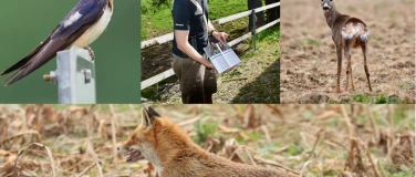 Event-Image for 'Naturkurs mit Wildtierexperte Michel H&auml;nggi'