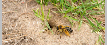 Event-Image for 'Biodiversit&auml;t im Schulmuseum Thurgau, Amriswil'